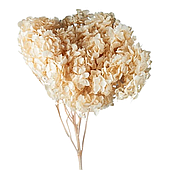 Сухоцвет "Гортензия", длина 60-70 см, шампань