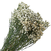 Сухоцвет "Каспия лавандовая"