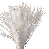 Сухоцвет "Пушистая пампасная трава", 20 шт./уп., белый