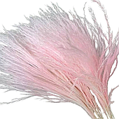 Сухоцвет "Пушистая пампасная трава", 20 шт./уп., розовый