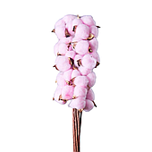 Сухоцвет "Хлопок" 10 шт./упак., светло-розовый