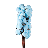 Сухоцвет "Хлопок" 10 шт./упак., голубой
