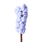 Сухоцвет "Хлопок" 10 шт./упак., светло-фиолетовый