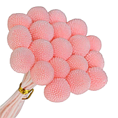 Сухоцвет "Краспедия", 20 шт/упак., светло-розовый