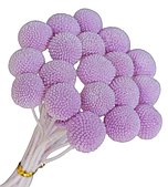 Сухоцвет "Краспедия", 20 шт/упак., лавандовый