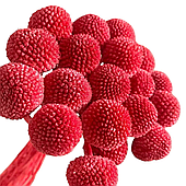 Сухоцвет "Краспедия", 20 шт/упак., насыщенный красный