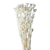 Сухоцвет "Нигелла"