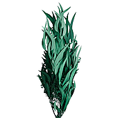 Сухоцвет "Эвкалипт Николи"