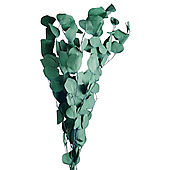 Сухоцвет "Эвкалипт Цинерия"