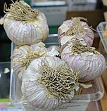 Чеснок озимый семенной Полесский Сувенир 1 кг (весовой), фото 2