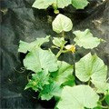 Укрывной материал Спанбонд для защиты растений и посевов СУФ 60 (черный)