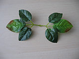 Зелень розетка розы, D 18 см., фото 2