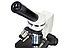 Микроскоп Levenhuk Discovery Femto Polar с книгой, фото 9