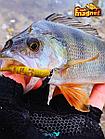 Силиконовая приманка пассивная съедобная Fish Magnet BITA 1.6" (40.1 мм), цвет 001, 14 шт на рыбалку для окуня, фото 4