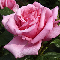 Роза чайно-гибридная "Ромина" (Romina), С3