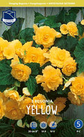 Бегония Pendula Yellow (Lefeber)