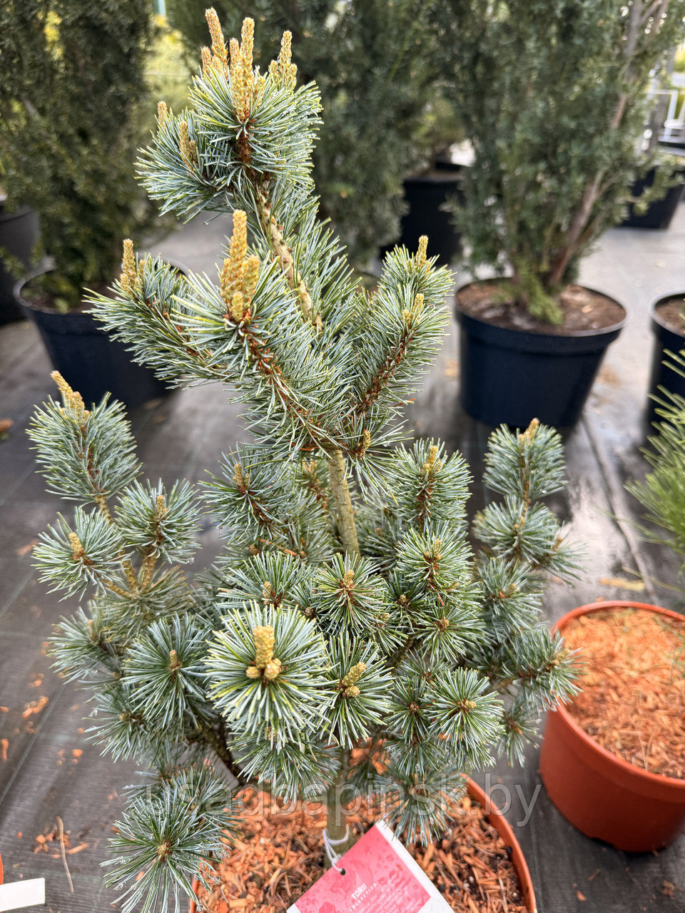 Сосна мелкоцветковая «Шизукаготен» (Pinus parviflora ‘Shizukagoten’) (40-60 см, С4)