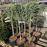 Можжевельник сибирский на штамбе (Juniperus sibirica) (C5, d20 30 см, 100 см)
