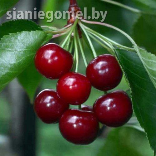 МОЛОДЕЖНАЯ (Вишня ЗКС)