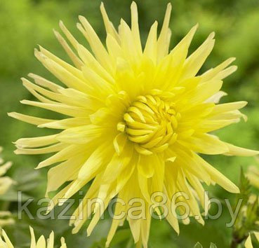 Георгина Cactus Yellow Star