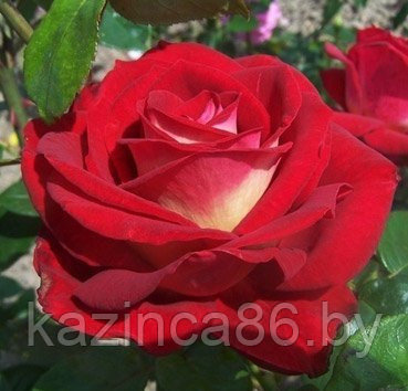 Роза чайно-гибридная Bicolette - фото 1 - id-p36441151