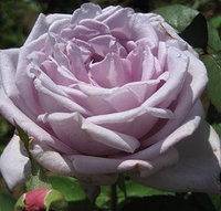 Роза чайно-гибридная Dr. Blue