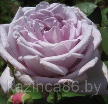 Роза чайно-гибридная Dr. Blue - фото 1 - id-p36441207