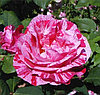 Роза чайно-гибридная Ferdinand Pichard