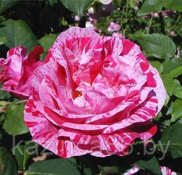 Роза чайно-гибридная Ferdinand Pichard - фото 1 - id-p36441232