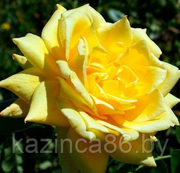 Роза чайно-гибридная Николя Уло - фото 1 - id-p36441244