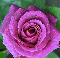 Роза чайно-гибридная Lavender Charm