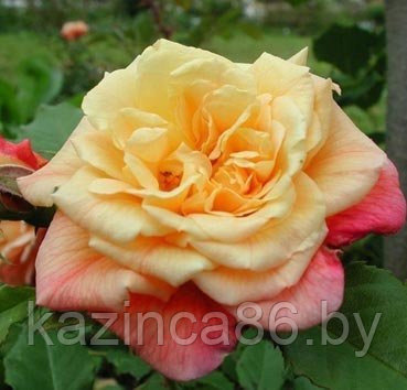 Роза плетистая Вестерленд - фото 1 - id-p36441403
