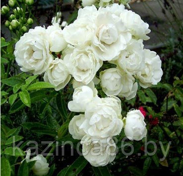 Роза миниатюрная Morstag Wit - фото 1 - id-p36441431