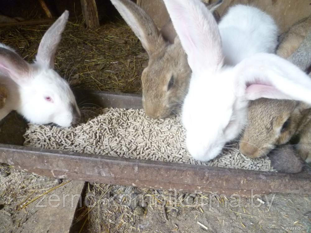 Комбикорм для взрослых кроликов 30 кг (Пуховичский КХП) - фото 3 - id-p36450497