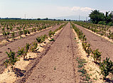 Готовый бизнес: плантации голубики высокорослой "под ключ", фото 2