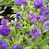 Примула мелкозубчатая "Блю Селекшн" (Blue Selection), С2, фото 2