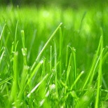 Семена газонных трав Полевица ползучая Кроми (Kromi) мешок 20 кг - фото 1 - id-p36510889
