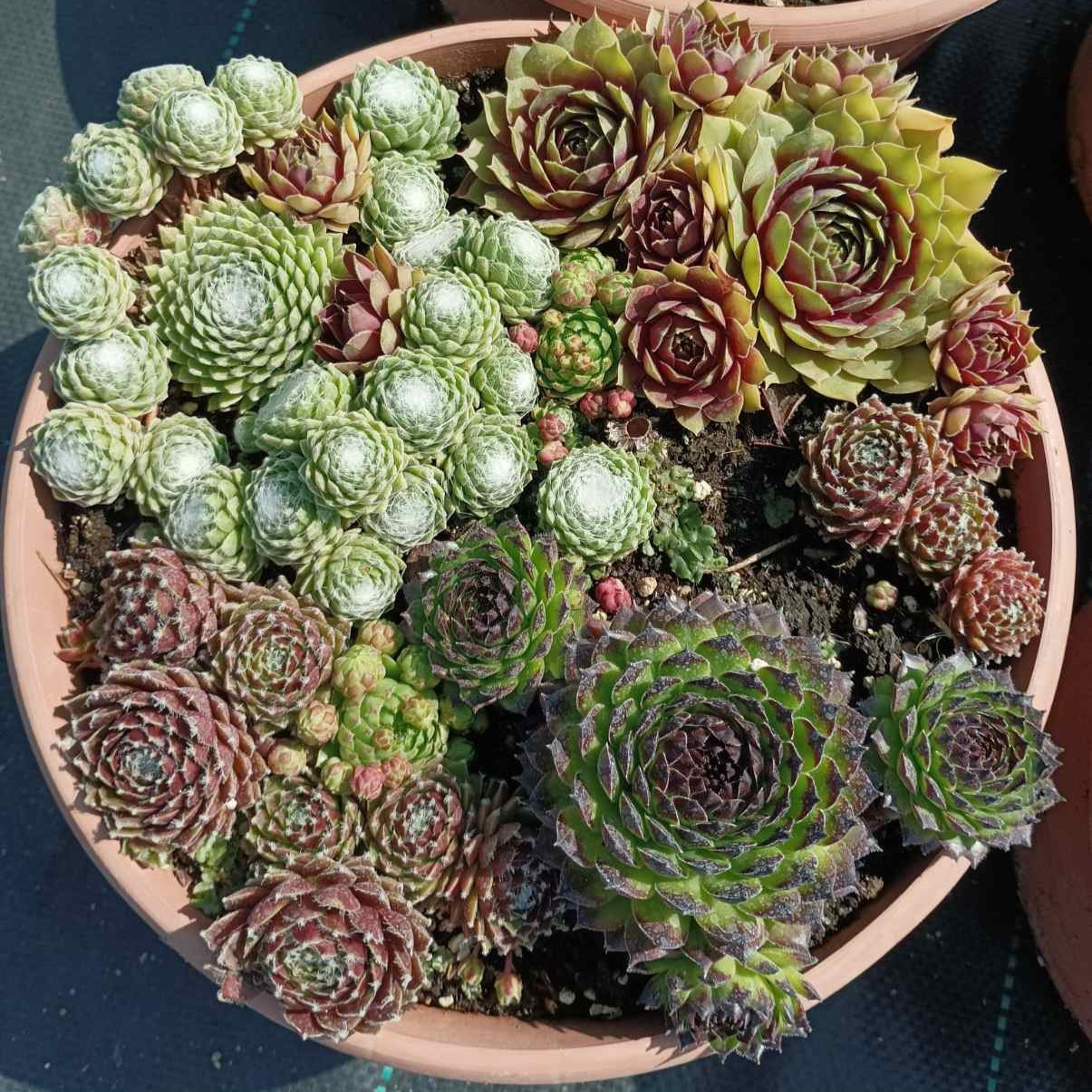 Молодило микс (Sempervívum), С3