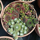 Молодило микс (Sempervívum), С3, фото 2