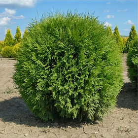 Туя западная "Глобоза" (Globosa), С5