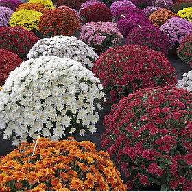 Хризантема мультифлора (микс) (Chrysanthemum), Р9
