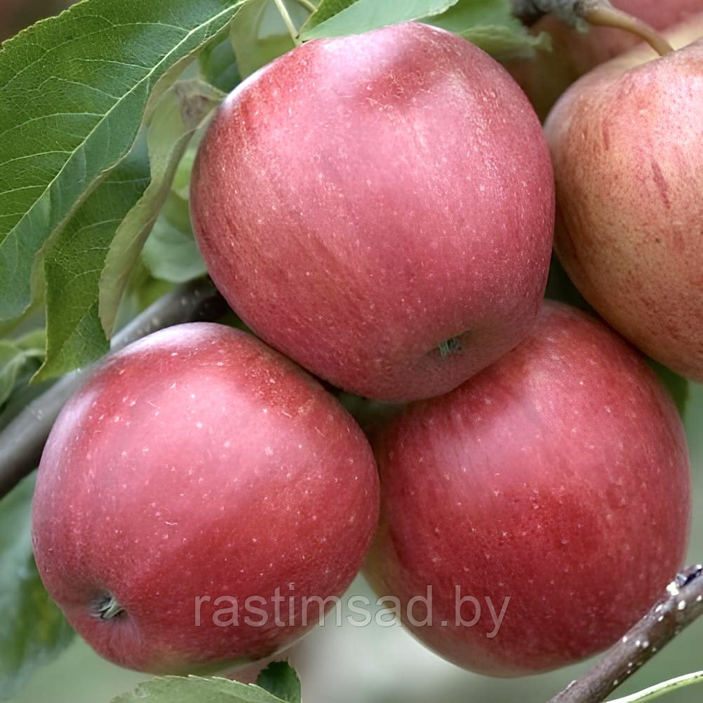 Яблоня Эвелина (Evelina)