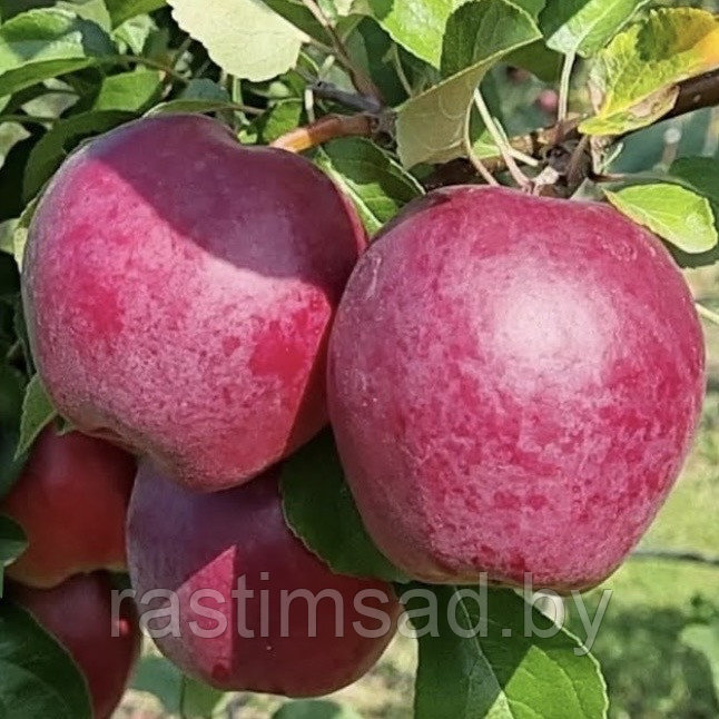Яблоня Моди (Modi)