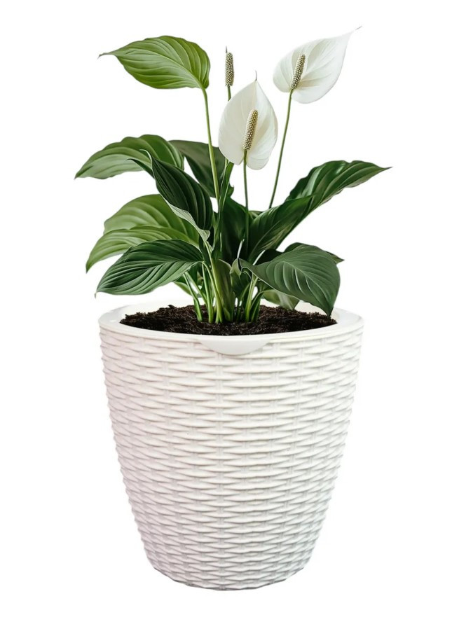 Кашпо Botanica автополив Rattan (18.3x17.5см, белый)