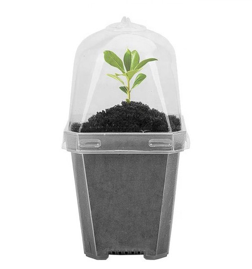 Горшок для рассады Botanica "Rostok" с крышкой (7х7х8cм, прозрачный)