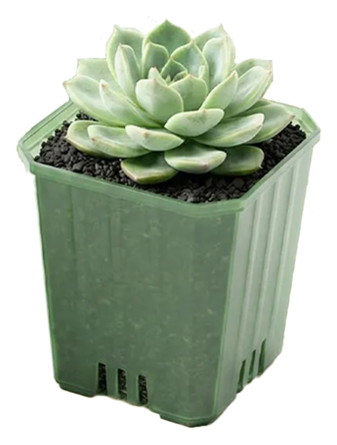 Горшок цветочный Botanica Compact квадратный (5х6.5cм, зеленый)
