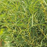 Крушина ломкая "Аспленифолия" (Aspleniifolia), С3, фото 2