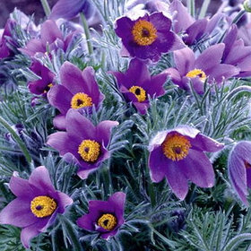 Прострел обыкновенный "Виолет Белс" (Violet Bells), С2