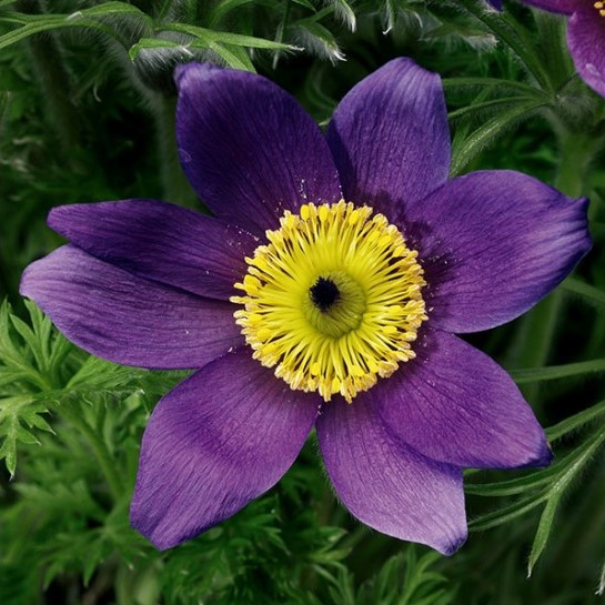 Прострел обыкновенный "Пинвил Блю Виолет Шейдес" (Pinwheel Blue Violet Shades), С2
