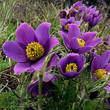 Прострел обыкновенный "Пинвил Блю Виолет Шейдес" (Pinwheel Blue Violet Shades), С2, фото 2